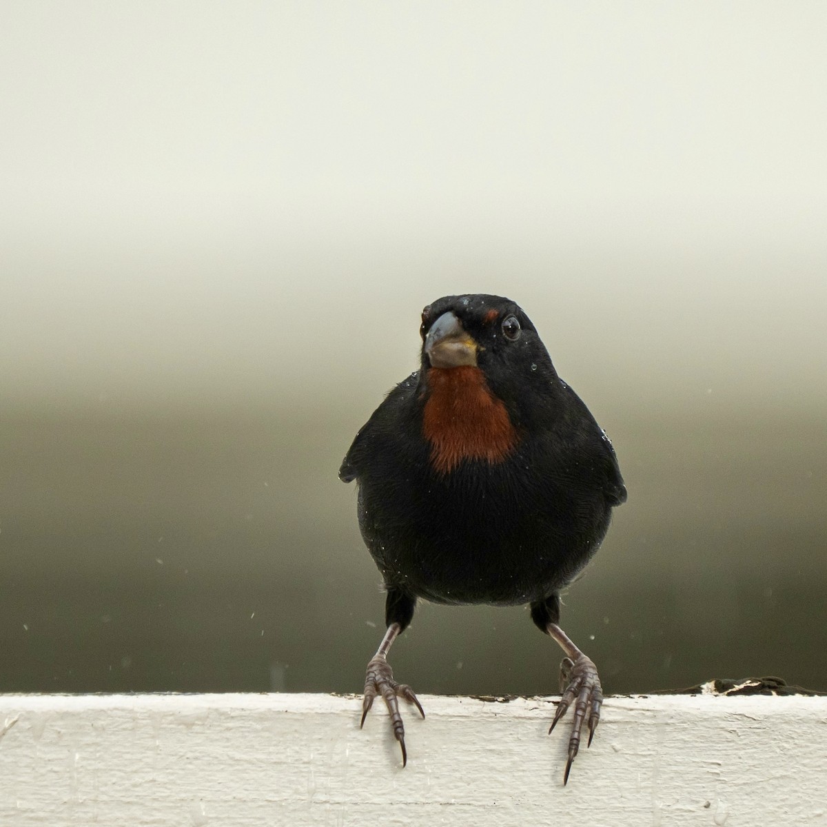 Lesser Antillean Bullfinch - ML646963560