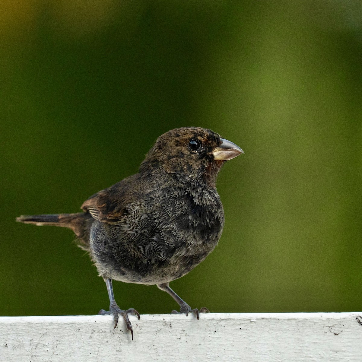 Lesser Antillean Bullfinch - ML646963561