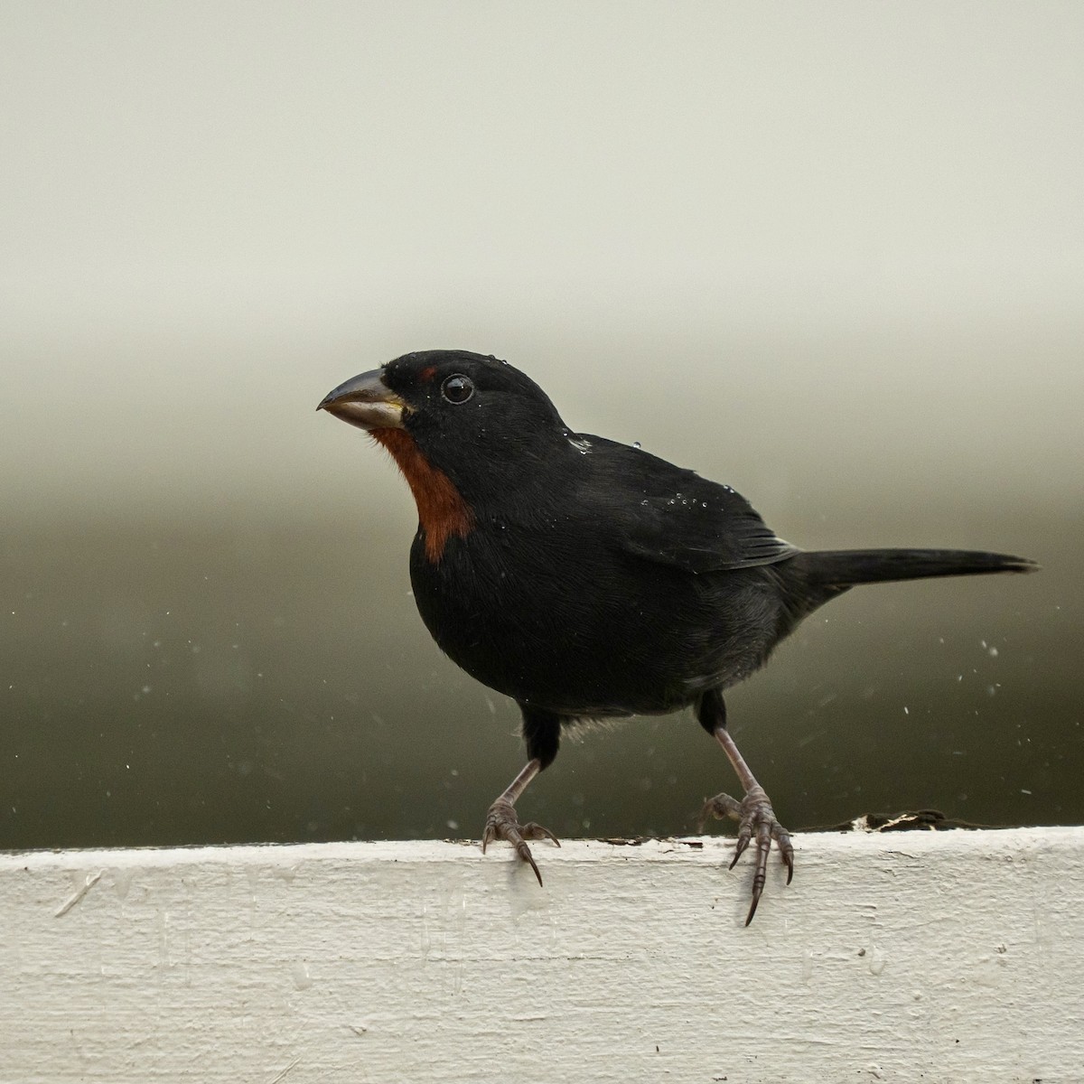 Lesser Antillean Bullfinch - ML646963562