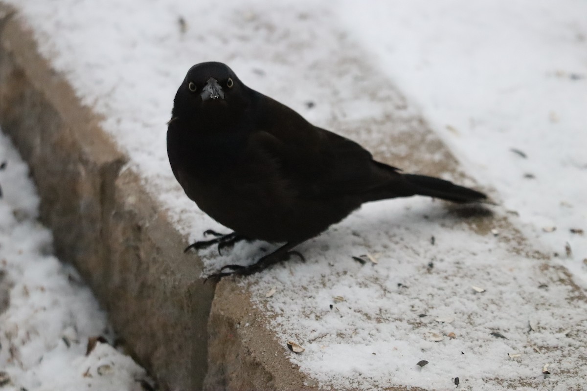 Гракл пурпуровошиїй - ML646963564