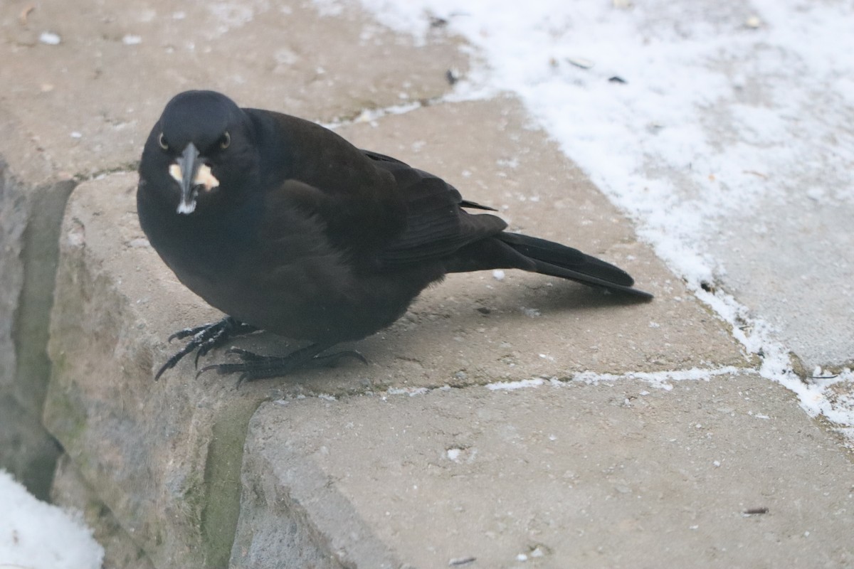 Гракл пурпуровошиїй - ML646963565