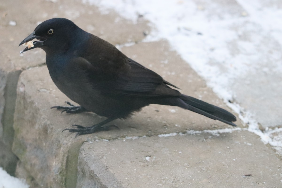 Гракл пурпуровошиїй - ML646963566