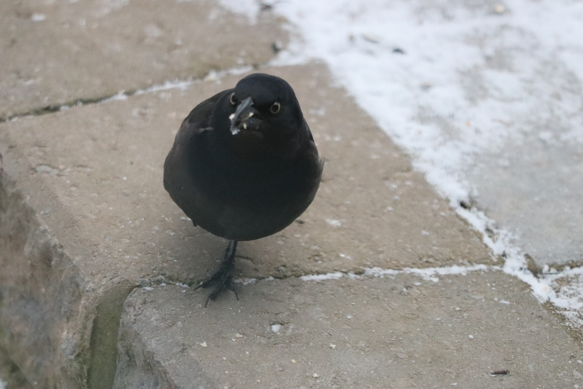 Гракл пурпуровошиїй - ML646963567