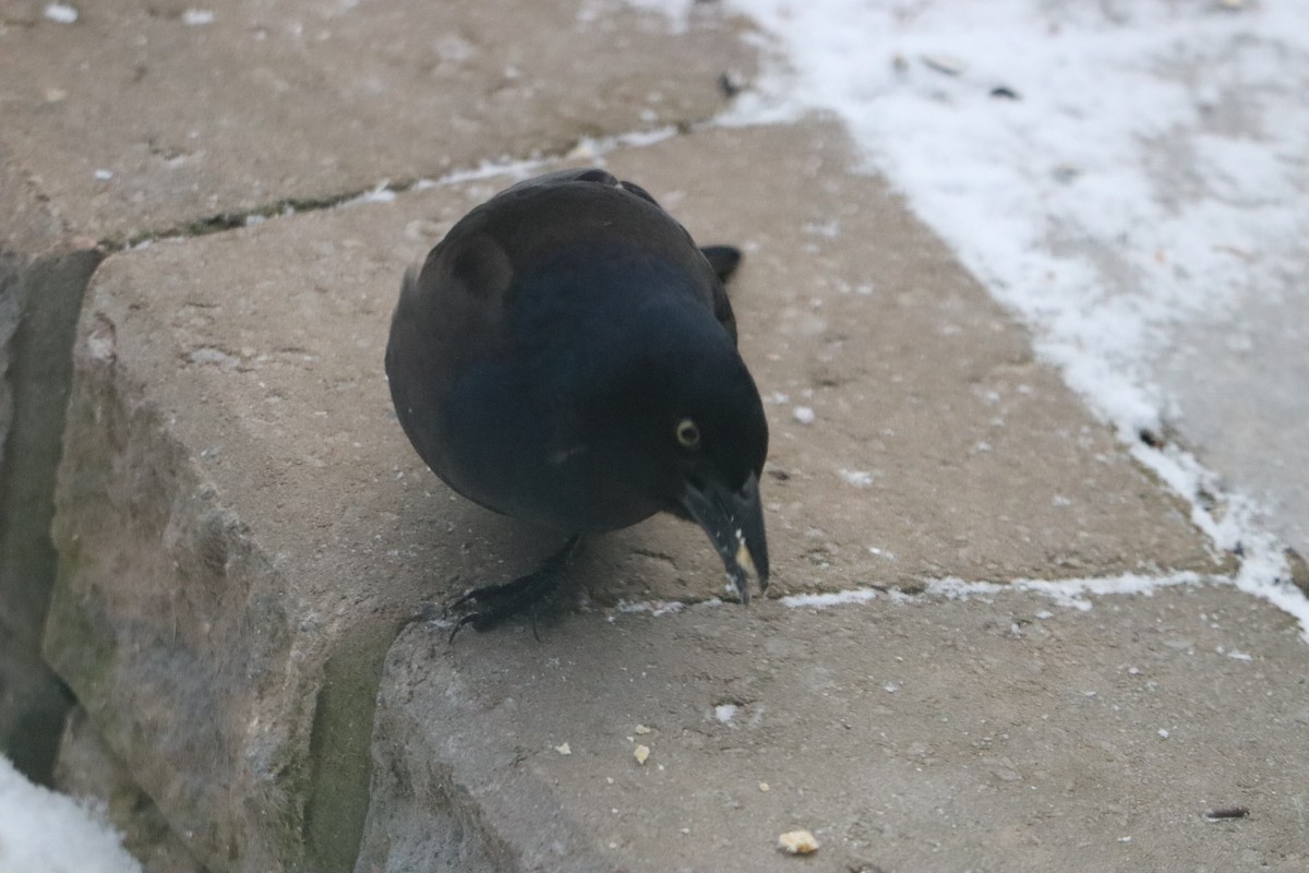 Гракл пурпуровошиїй - ML646963568