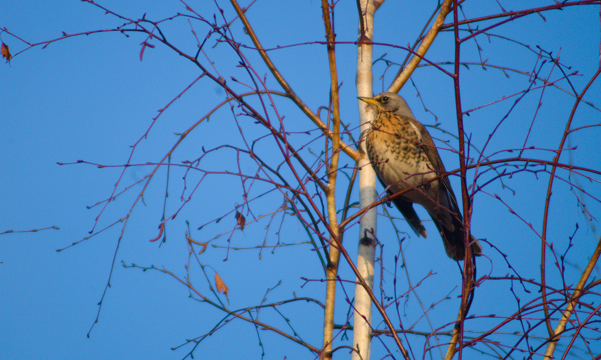 gråtrost - ML646963572