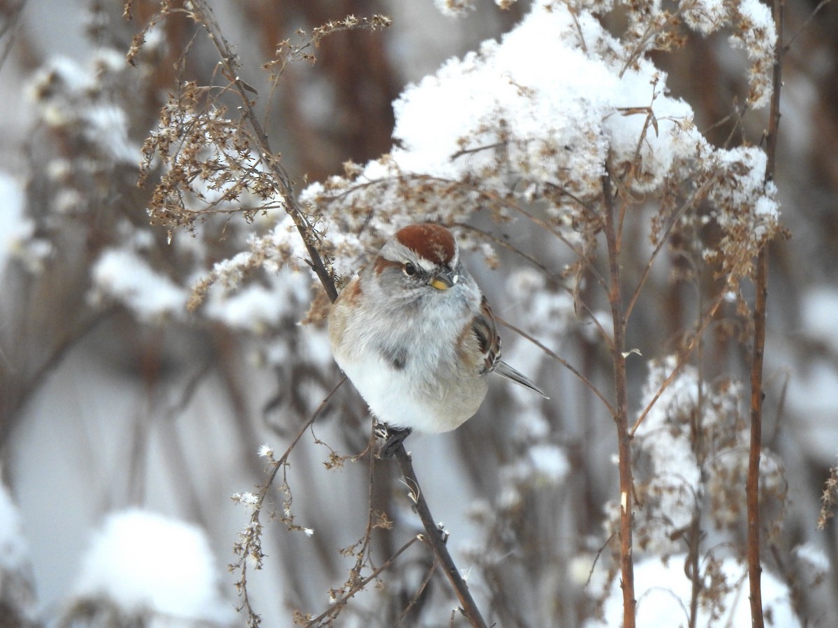 American Tree Sparrow - ML646963573