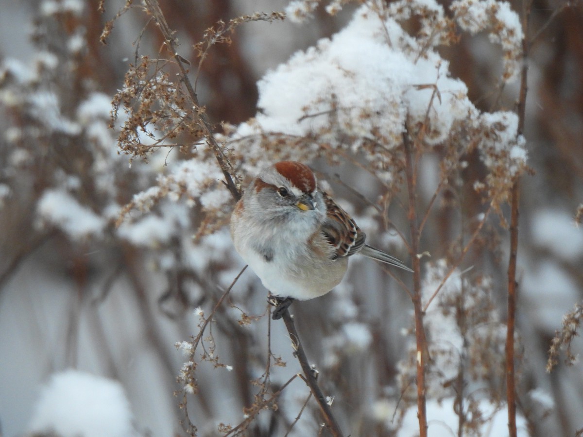 American Tree Sparrow - ML646963574