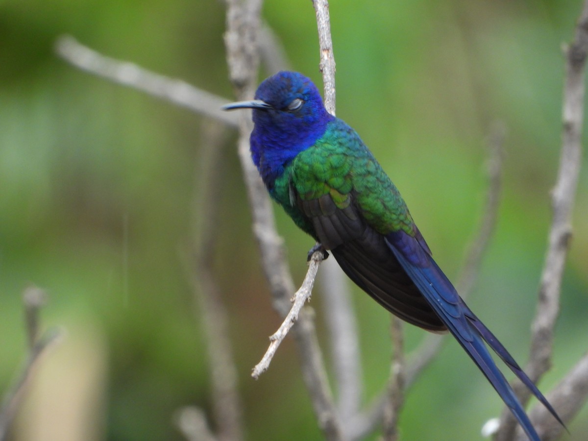 Swallow-tailed Hummingbird - ML646963575