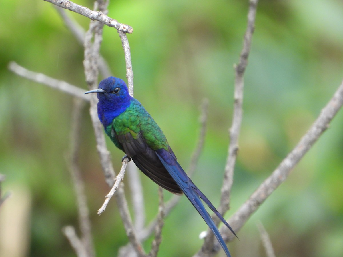 Swallow-tailed Hummingbird - ML646963576
