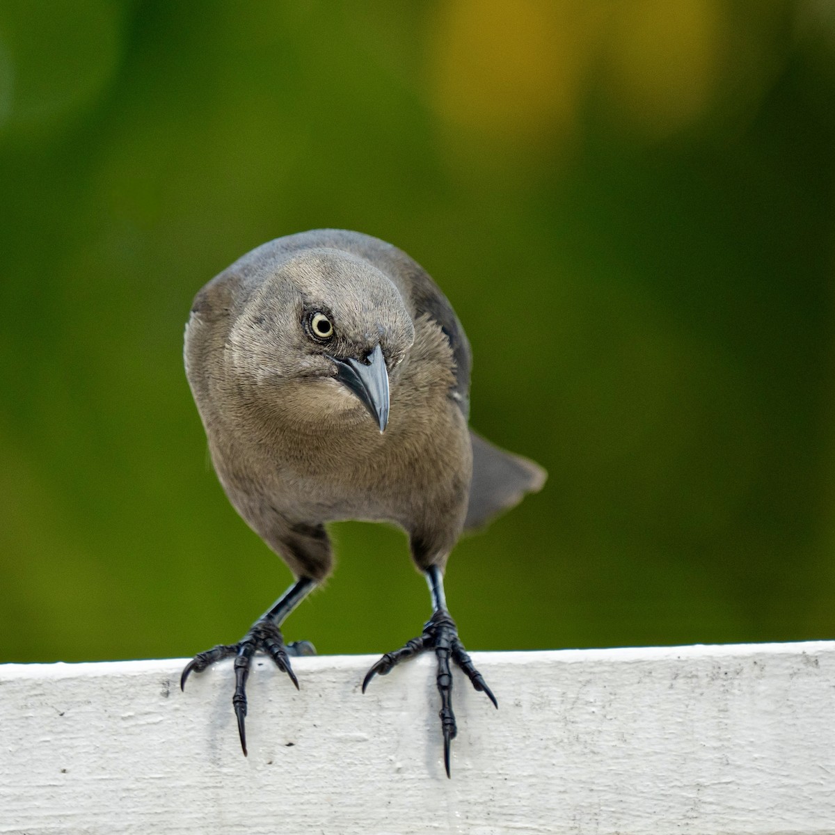 Carib Grackle - ML646963577