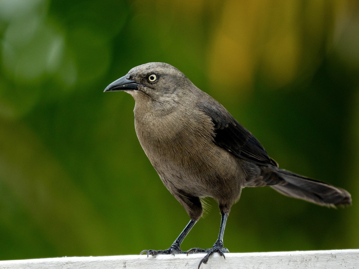 Carib Grackle - ML646963578