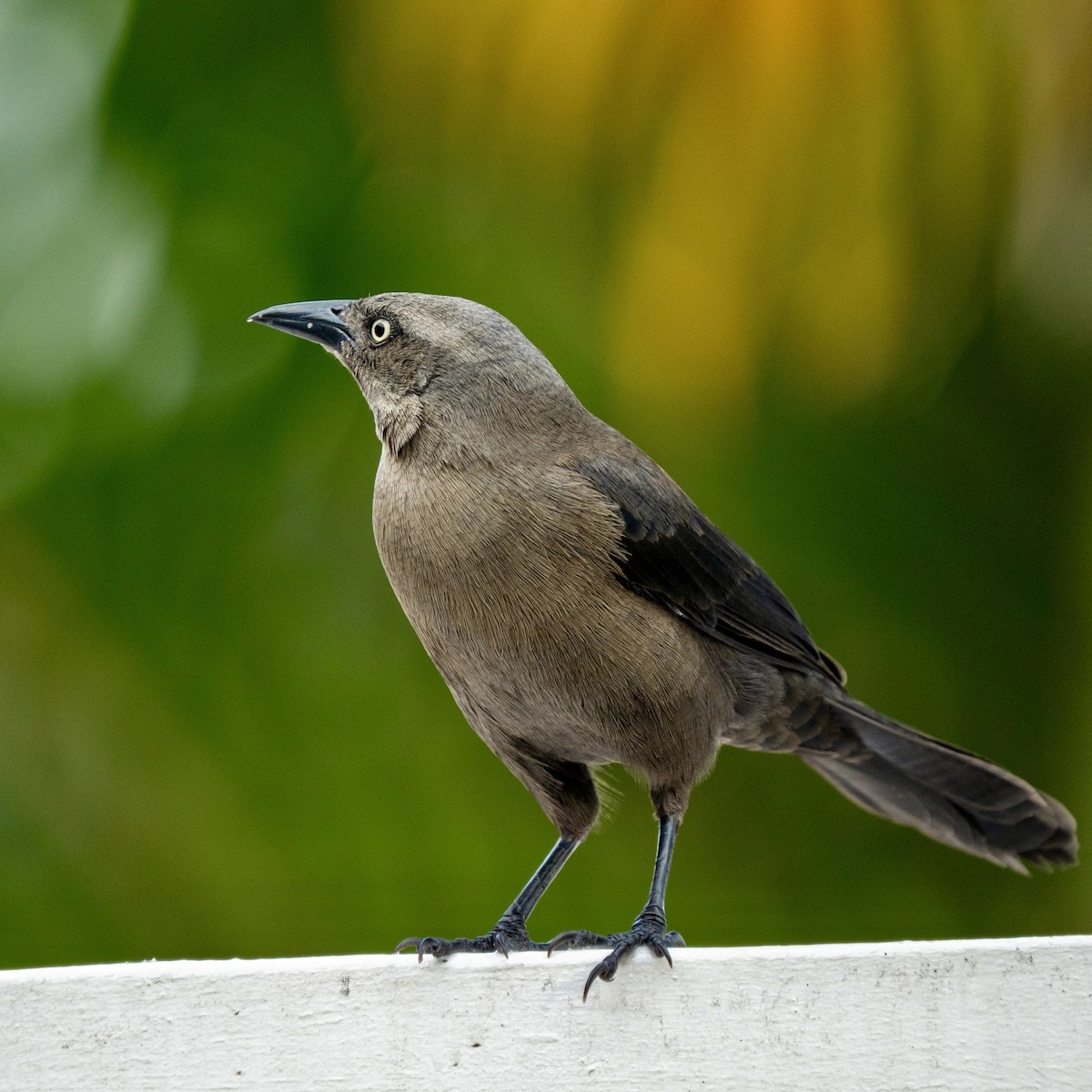Carib Grackle - ML646963579
