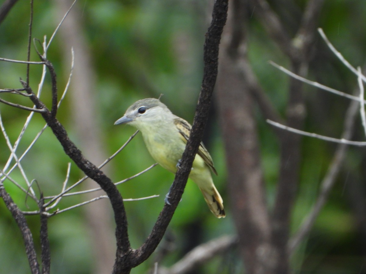 White-winged Becard - ML646963588