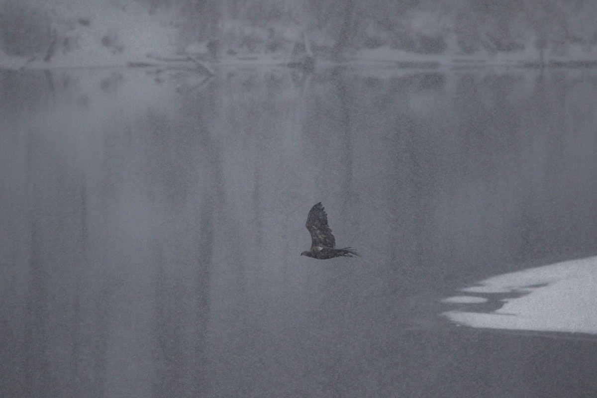 Itsas arrano buruzuria - ML646963592