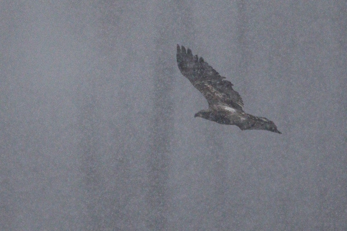 Itsas arrano buruzuria - ML646963593