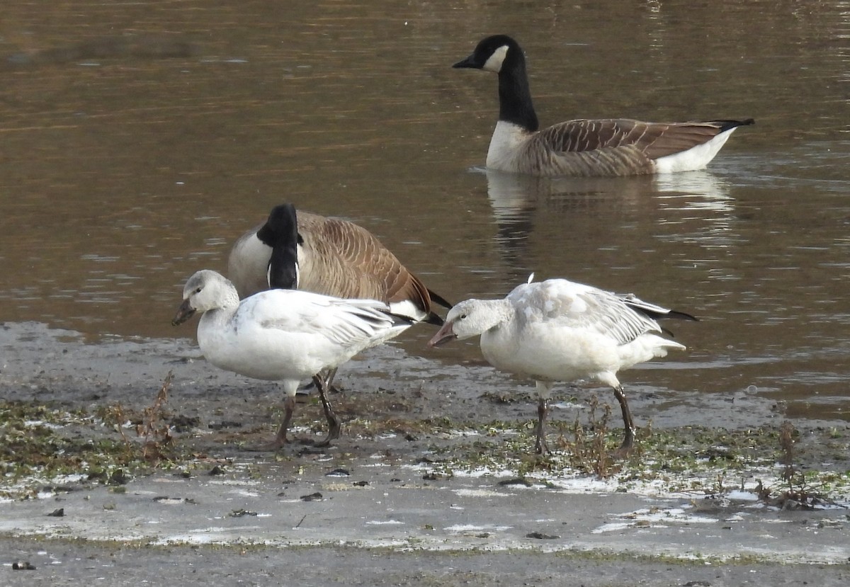 husa sněžní - ML646963603