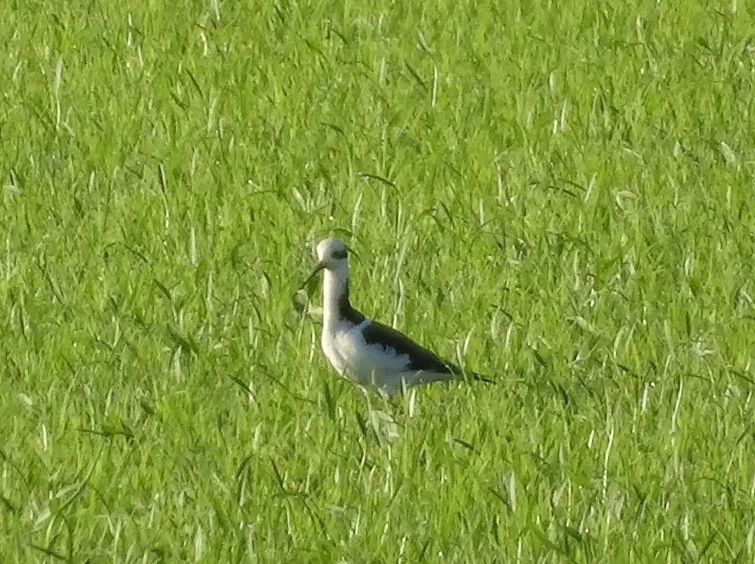 Black-necked Stilt (White-backed) - ML646963608