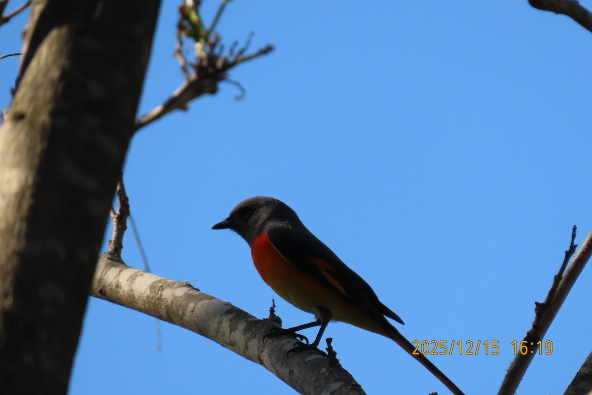 Zwergmennigvogel - ML646963617