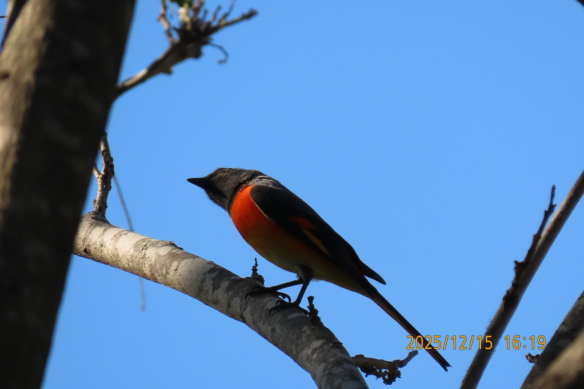 Zwergmennigvogel - ML646963618