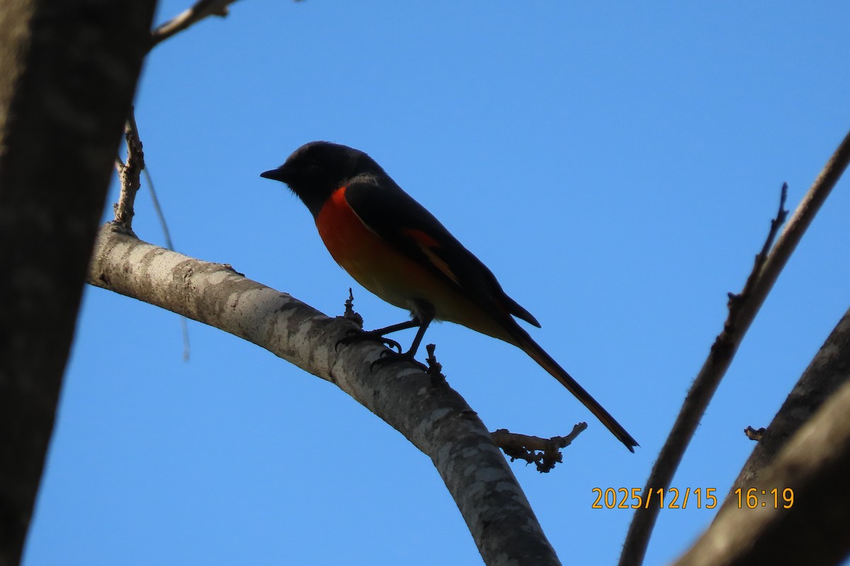 Zwergmennigvogel - ML646963619