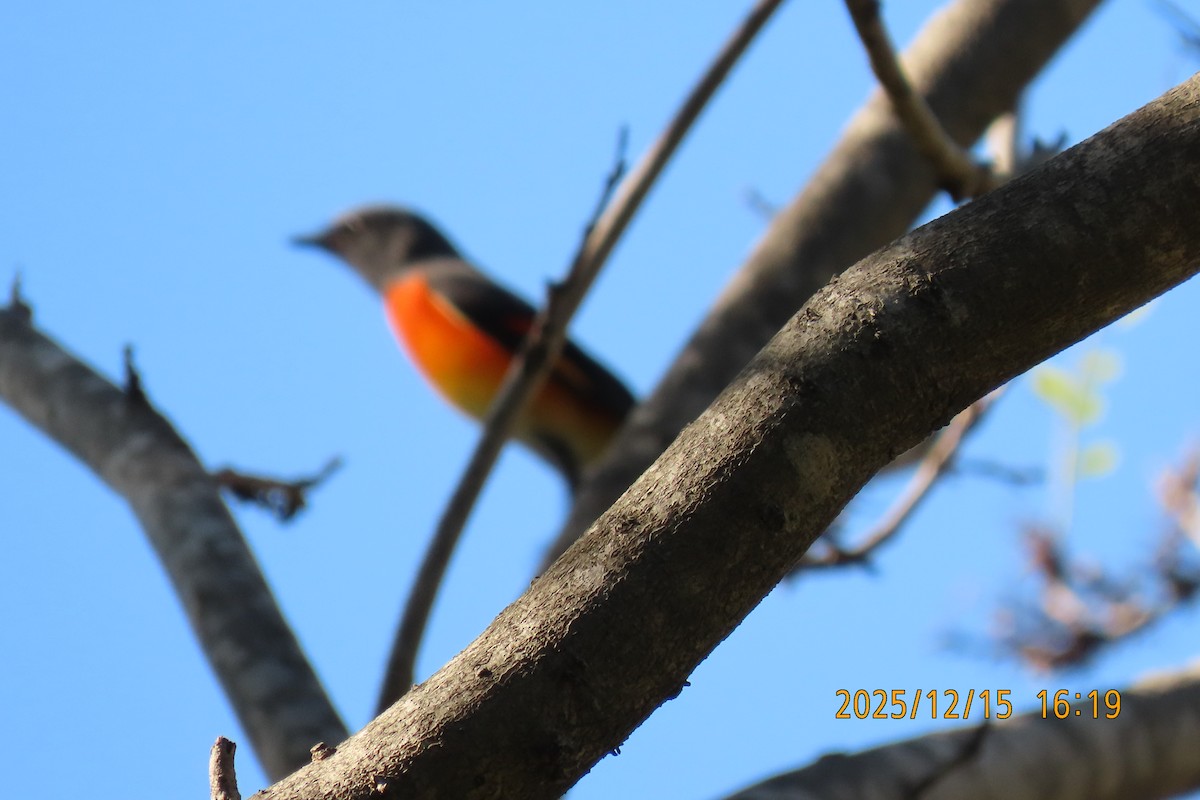 Zwergmennigvogel - ML646963620