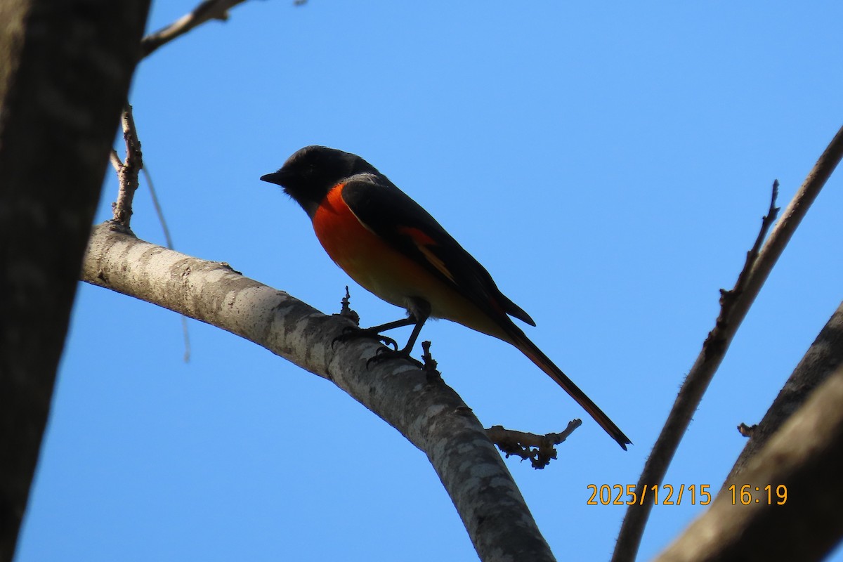 Zwergmennigvogel - ML646963621