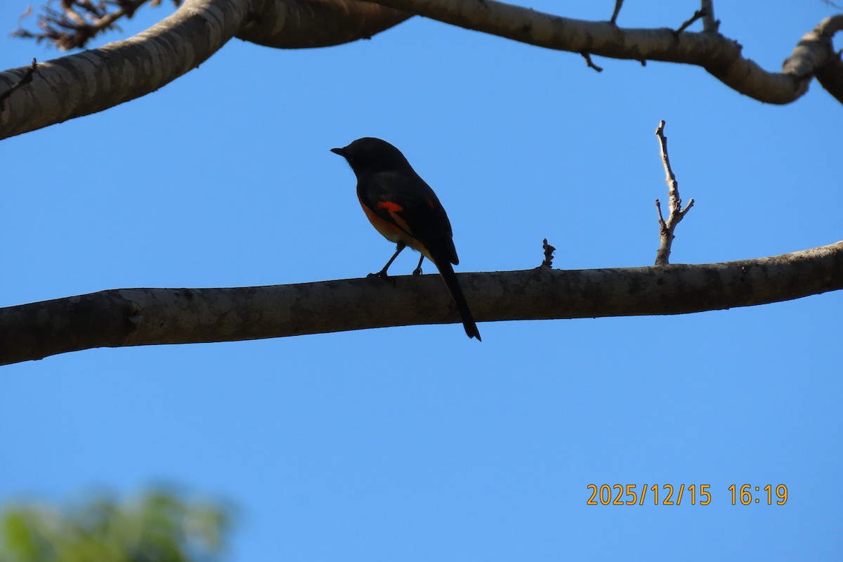 Zwergmennigvogel - ML646963622