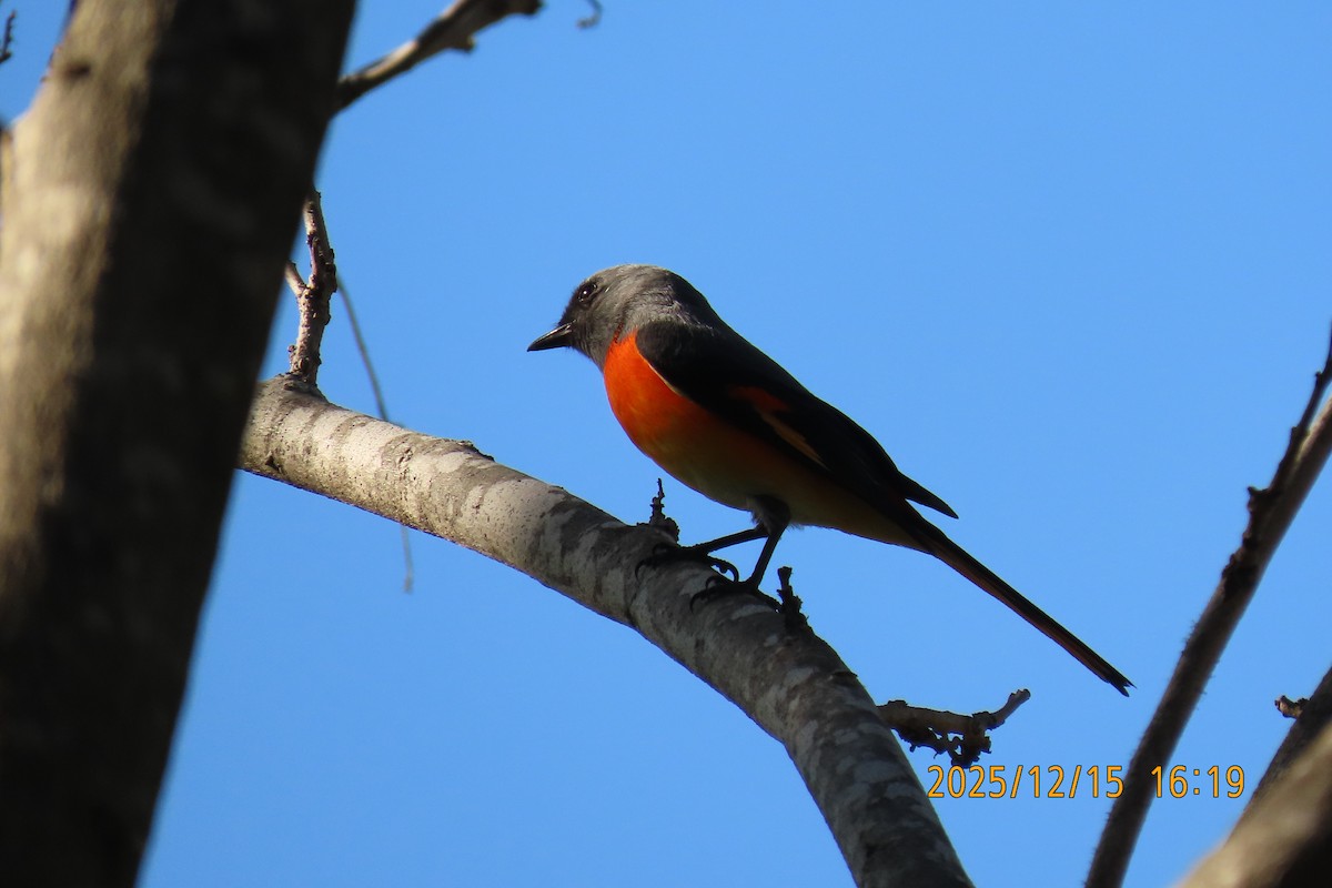 Zwergmennigvogel - ML646963623