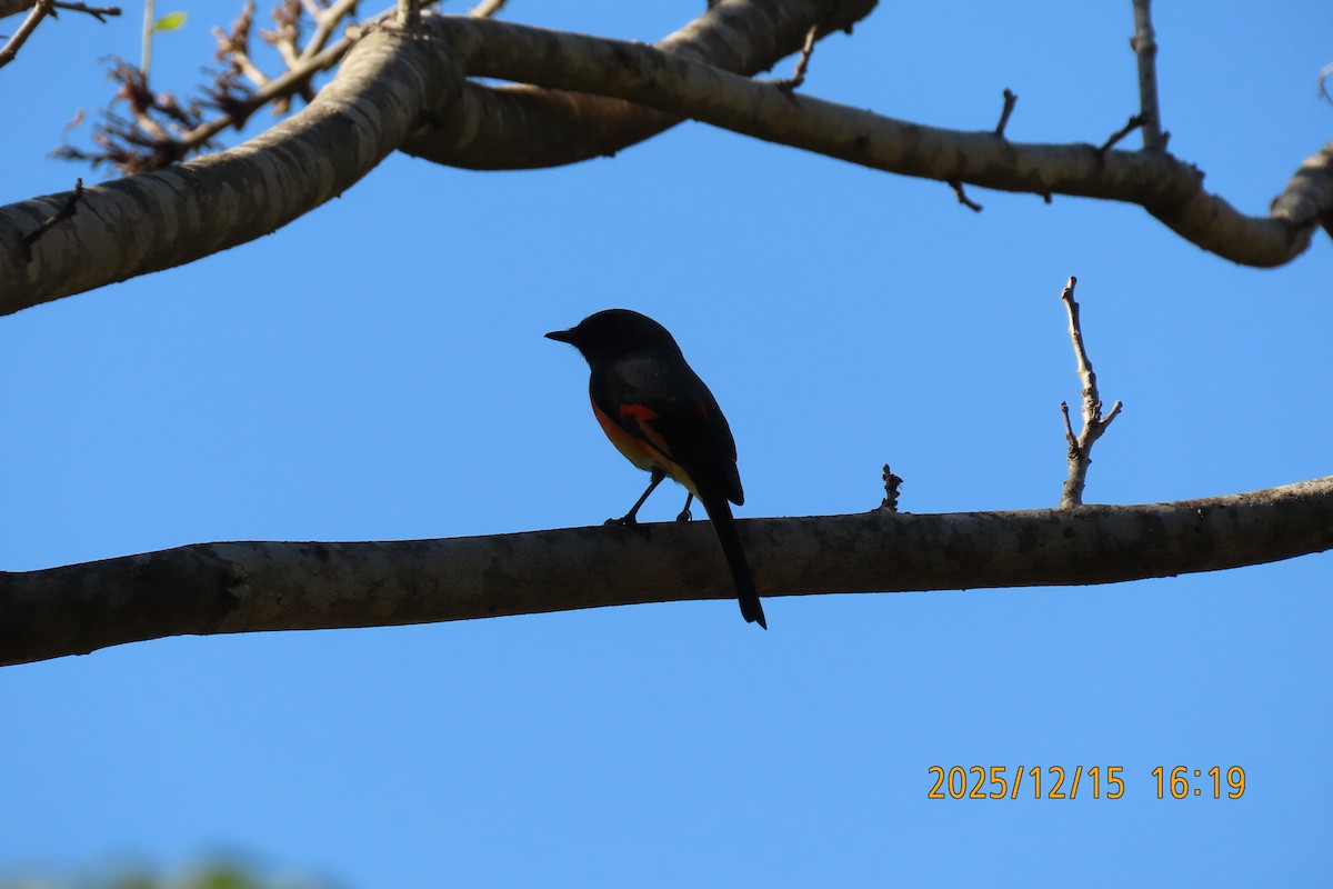 Zwergmennigvogel - ML646963624