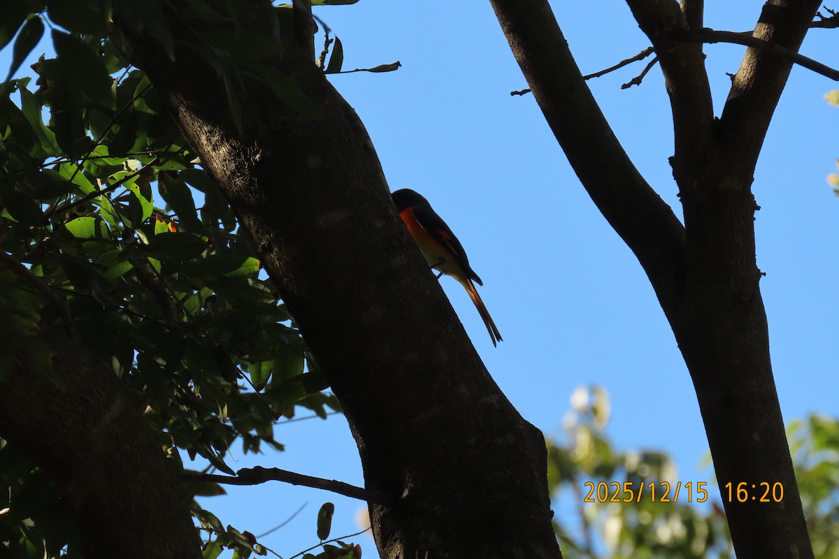 Zwergmennigvogel - ML646963625