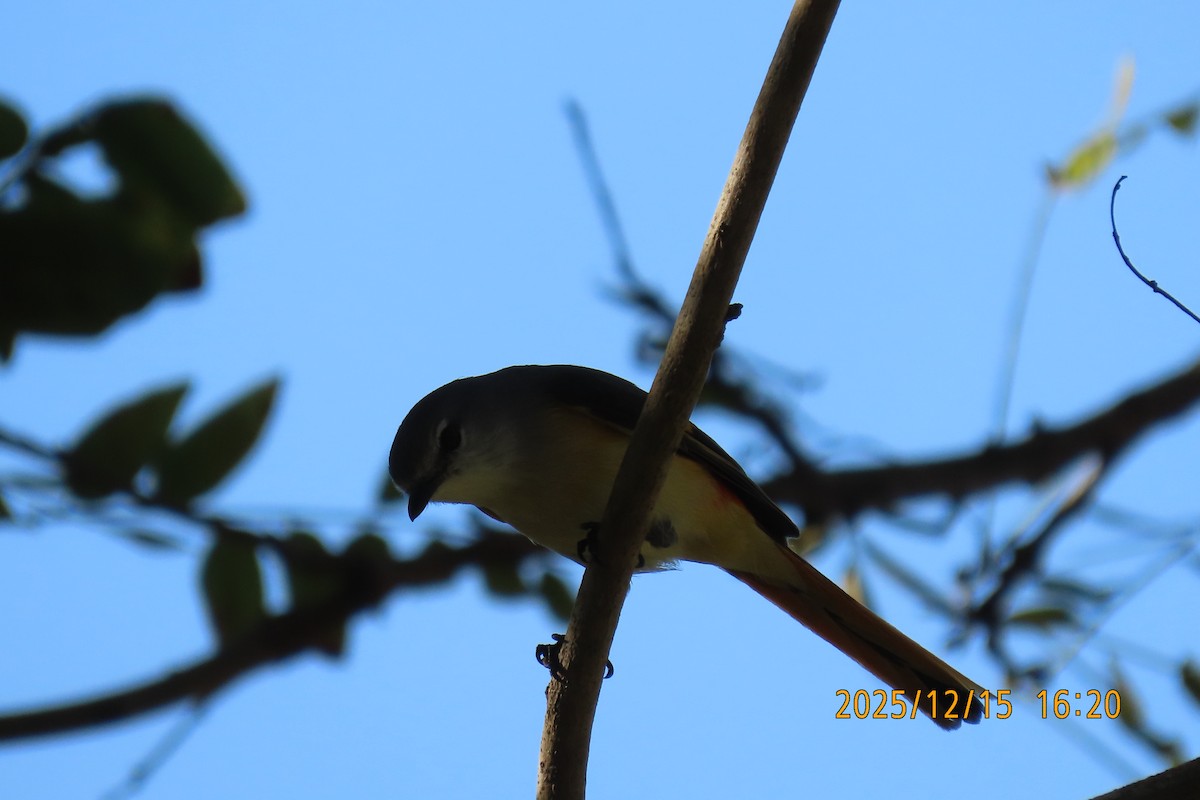 Zwergmennigvogel - ML646963626