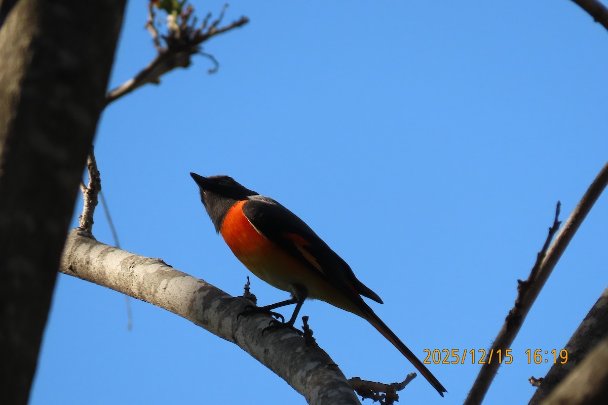 Zwergmennigvogel - ML646963627