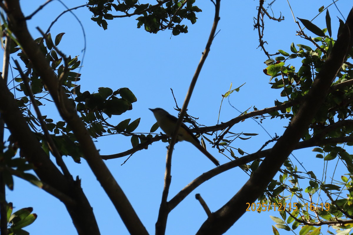 Zwergmennigvogel - ML646963628