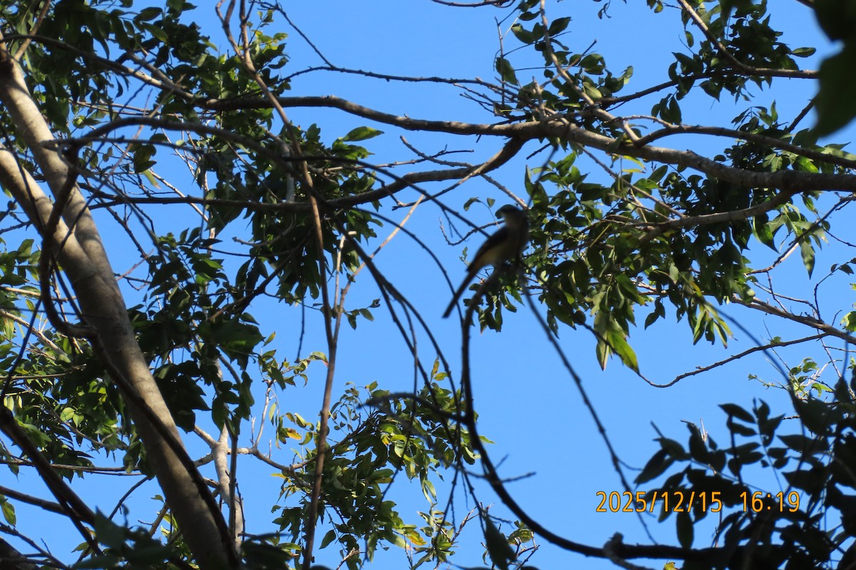 Zwergmennigvogel - ML646963629