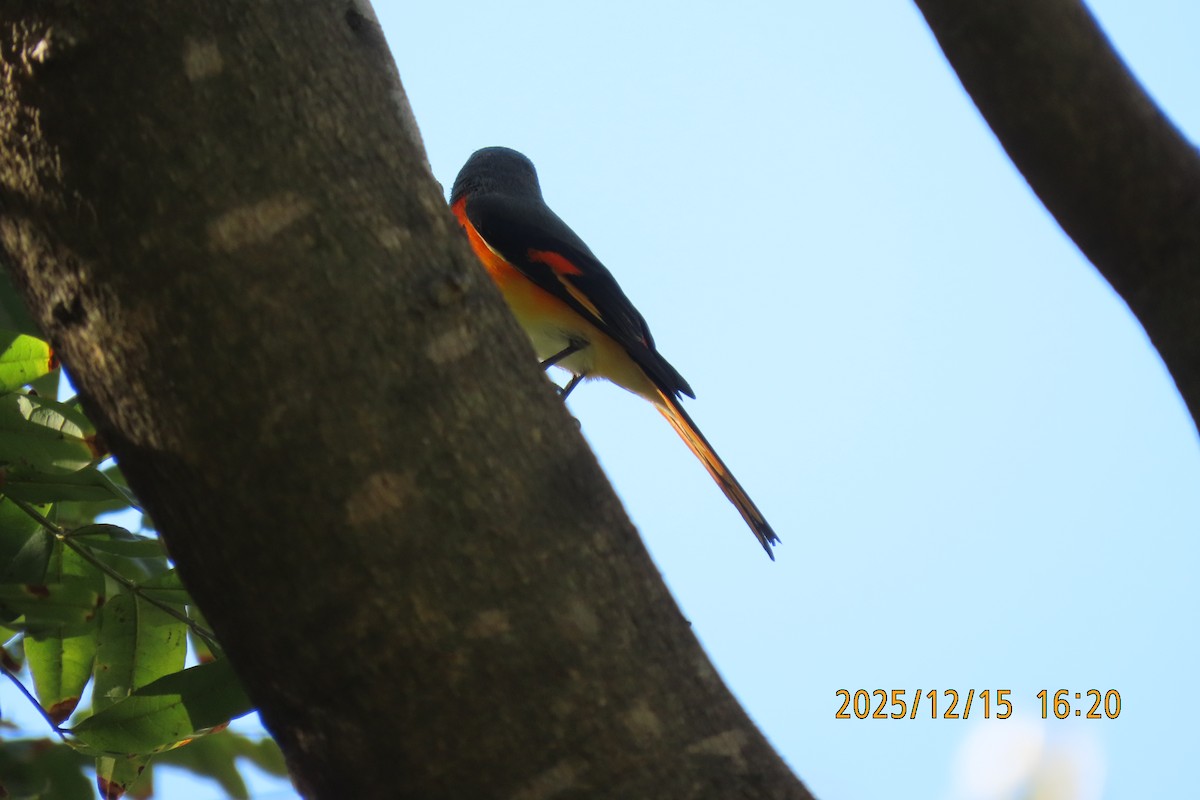 Zwergmennigvogel - ML646963630