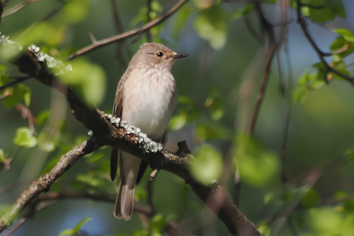 Spotted Flycatcher - ML646963631