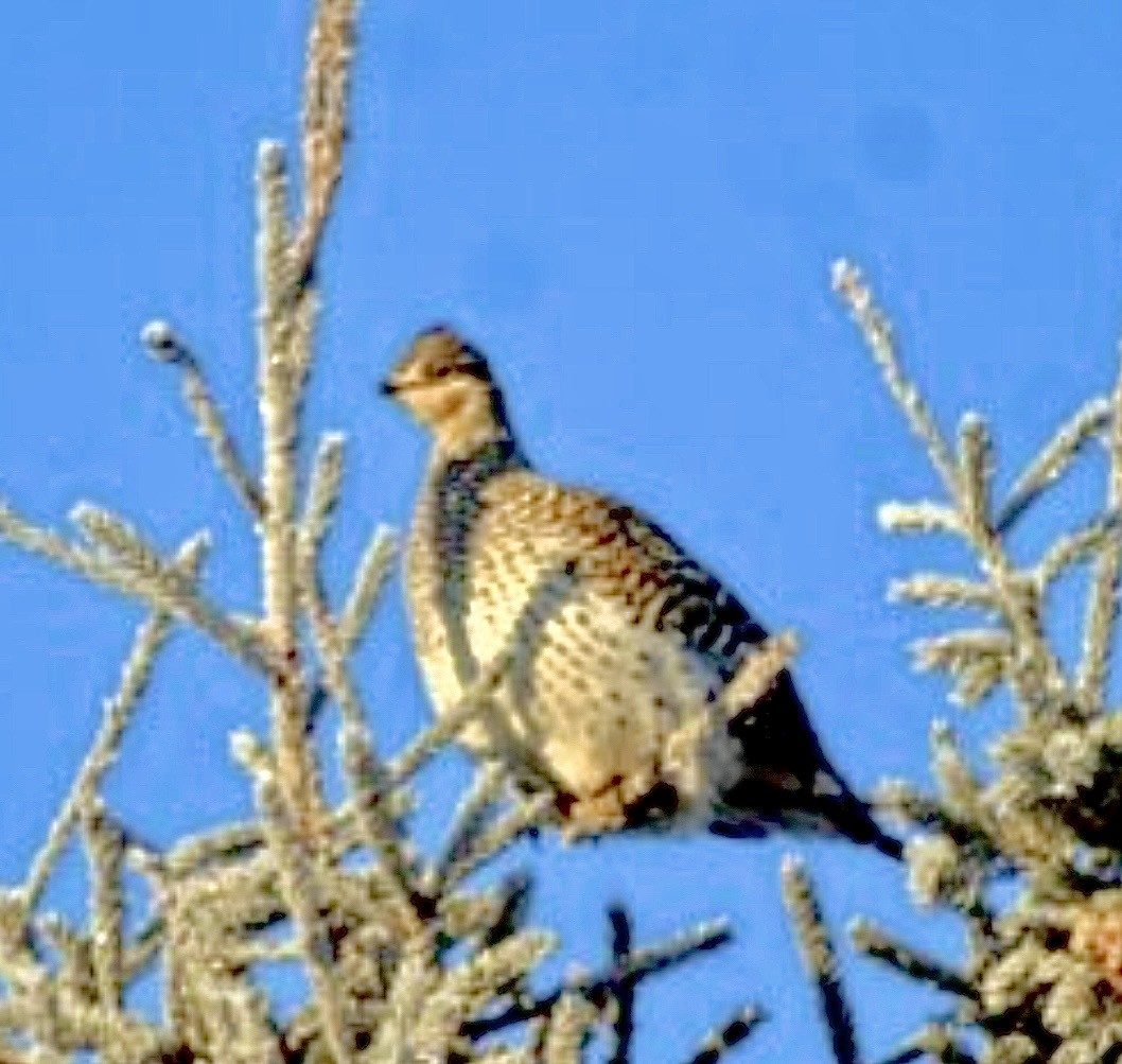 Gallo de las Praderas Rabudo - ML646963635