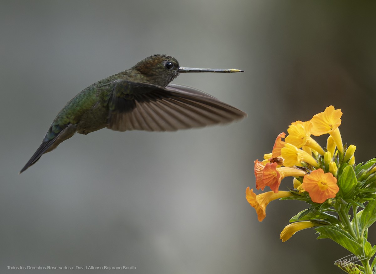 Зеленолобый ланцетоклюв - ML646963638