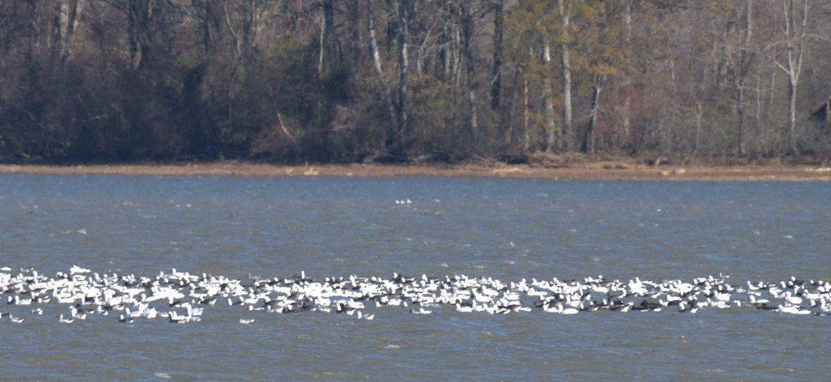 Цасны галуу - ML646963646