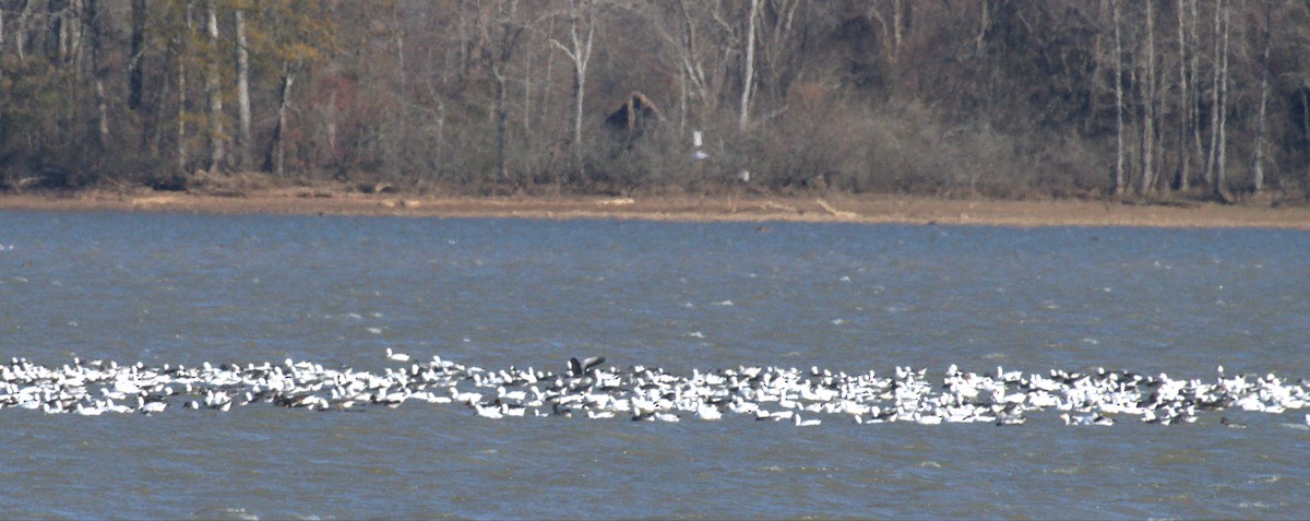 Цасны галуу - ML646963647