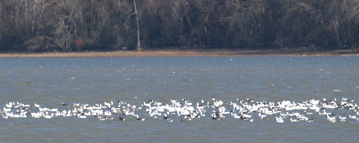 Цасны галуу - ML646963648