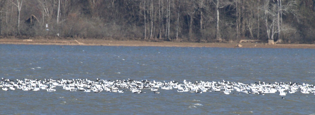 Цасны галуу - ML646963649