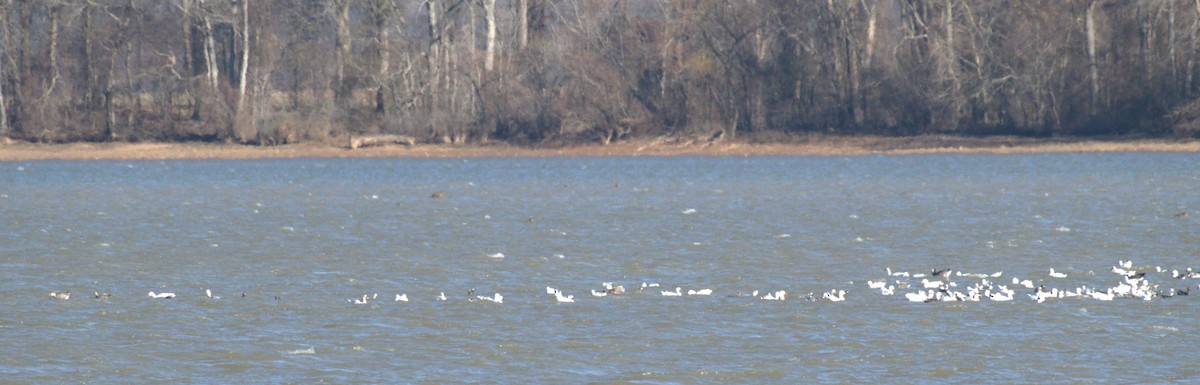 Цасны галуу - ML646963650