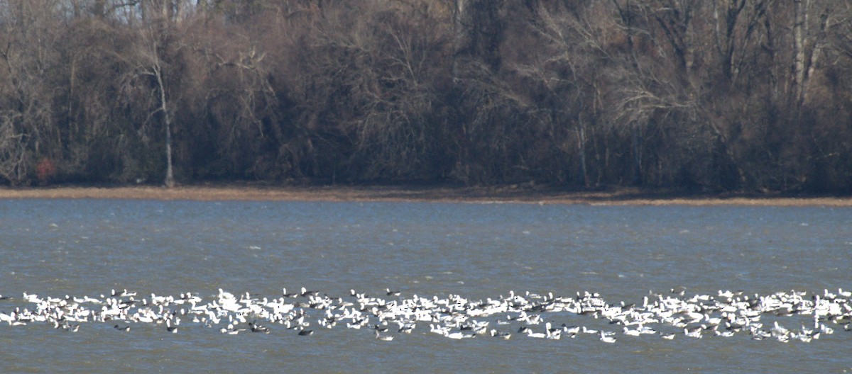 Цасны галуу - ML646963651