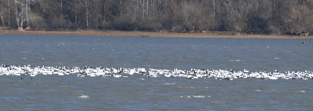 Цасны галуу - ML646963652