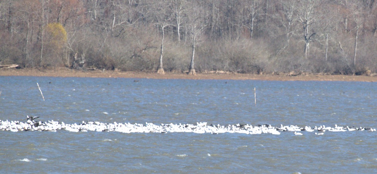 Цасны галуу - ML646963653