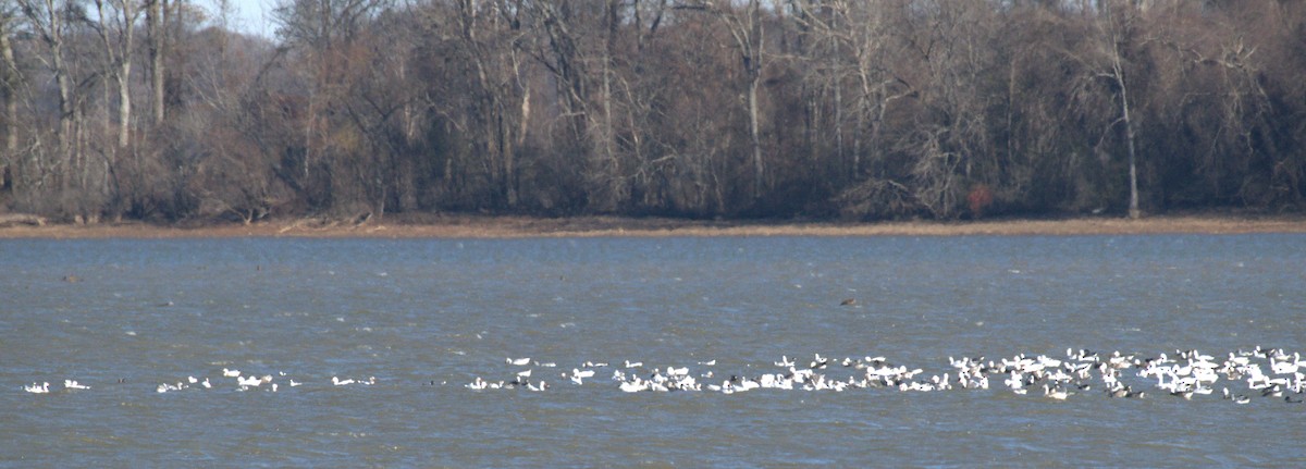 Цасны галуу - ML646963654