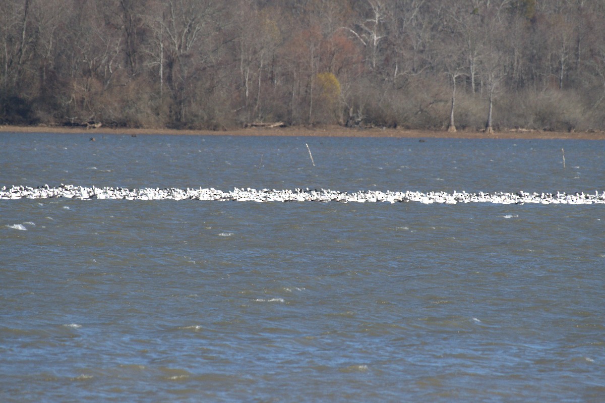 Цасны галуу - ML646963655