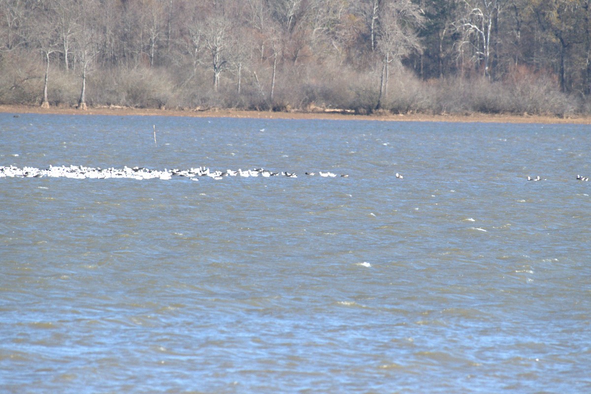 Цасны галуу - ML646963656