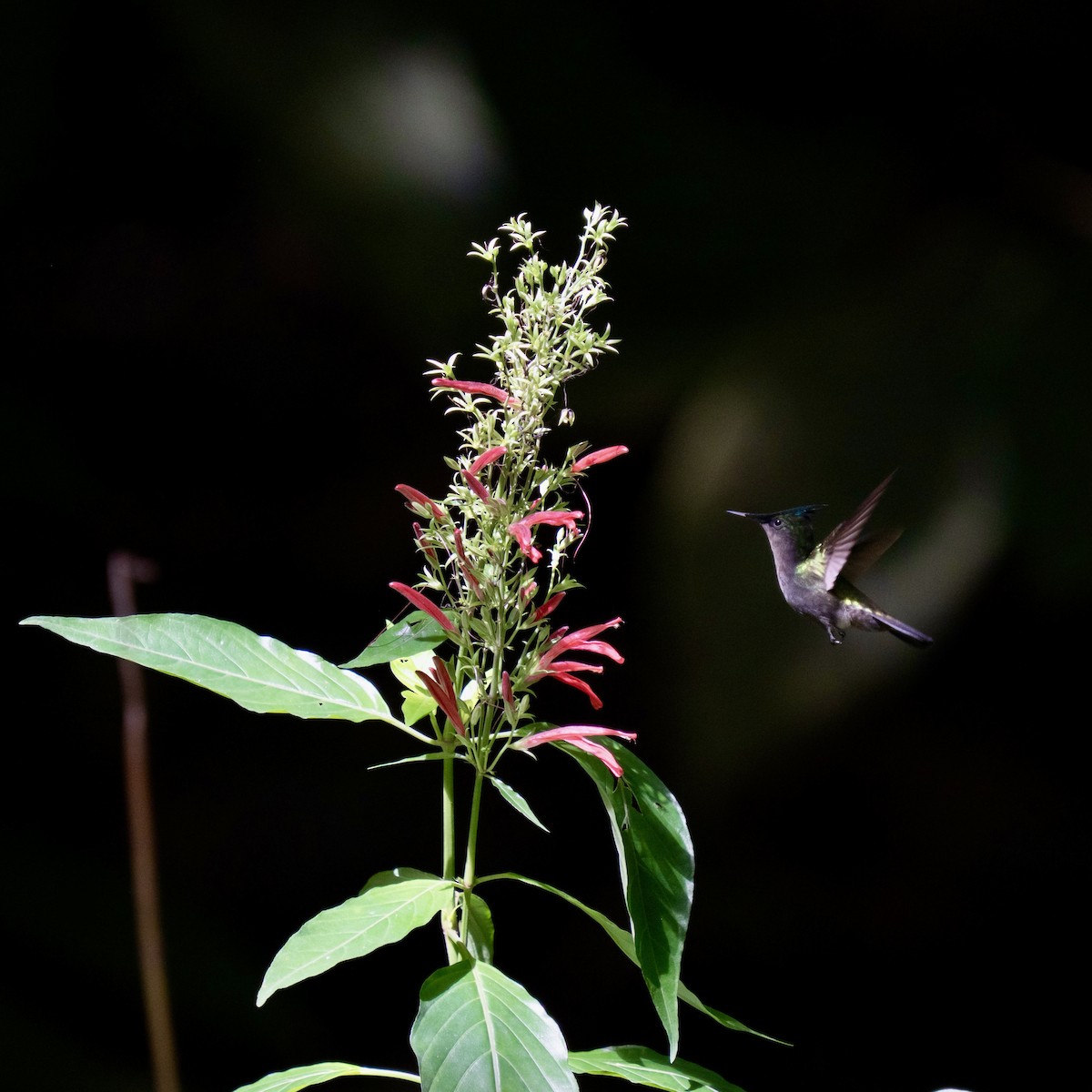 Antillean Crested Hummingbird - ML646963666